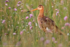 34 Uferschnepfe - Limosa limosa